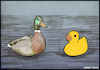 Cartoon: ducks (small) by matan_kohn tagged illustration,drawing,pencil,animals,duck,ducks,funny,sea,digitalart,art,toon,watercolor,memes,love,color,crazy,water,artistic,smallvsbig,toy,toyduck,toys